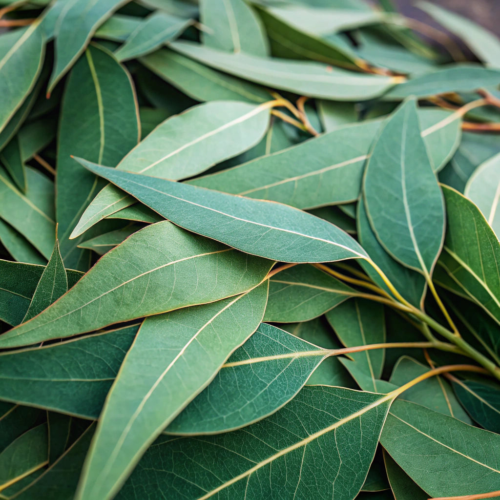 Eucalyptus Wax Melts