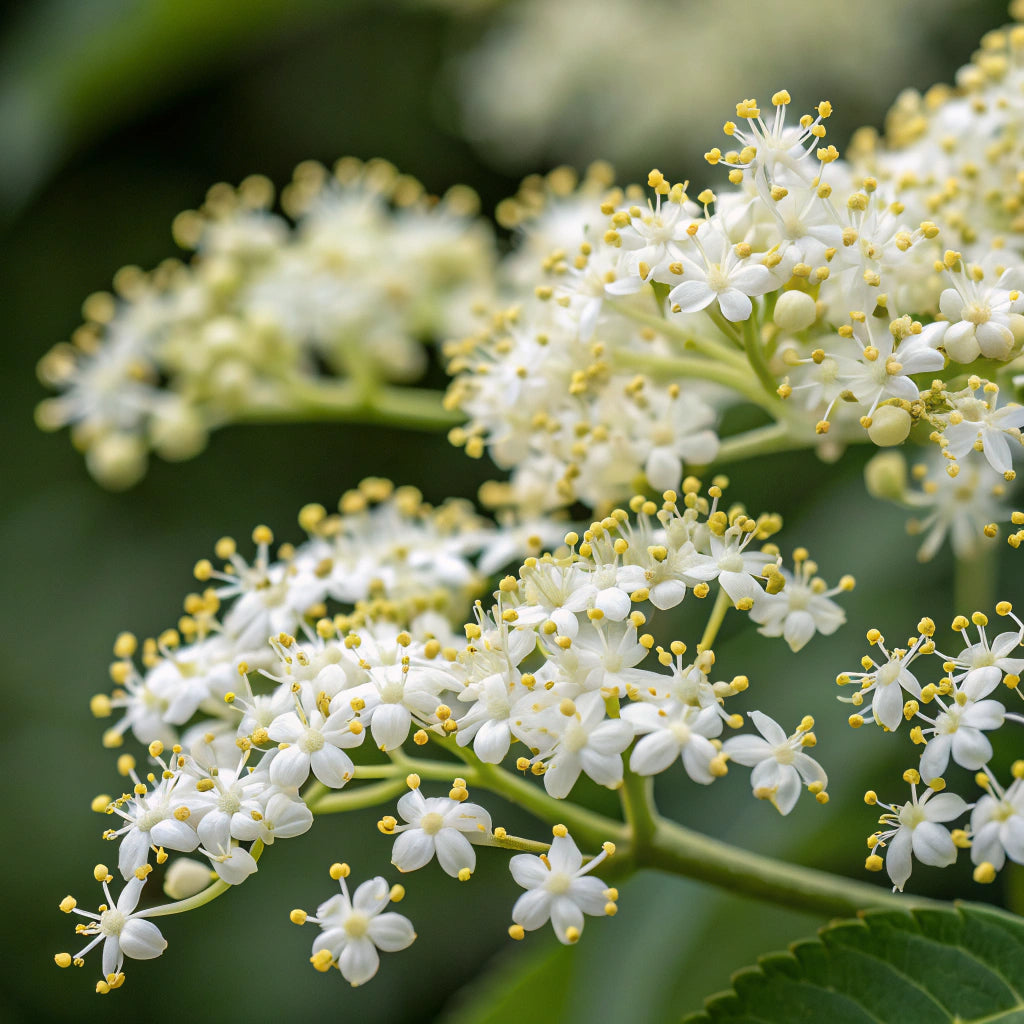 Elderflower Candle